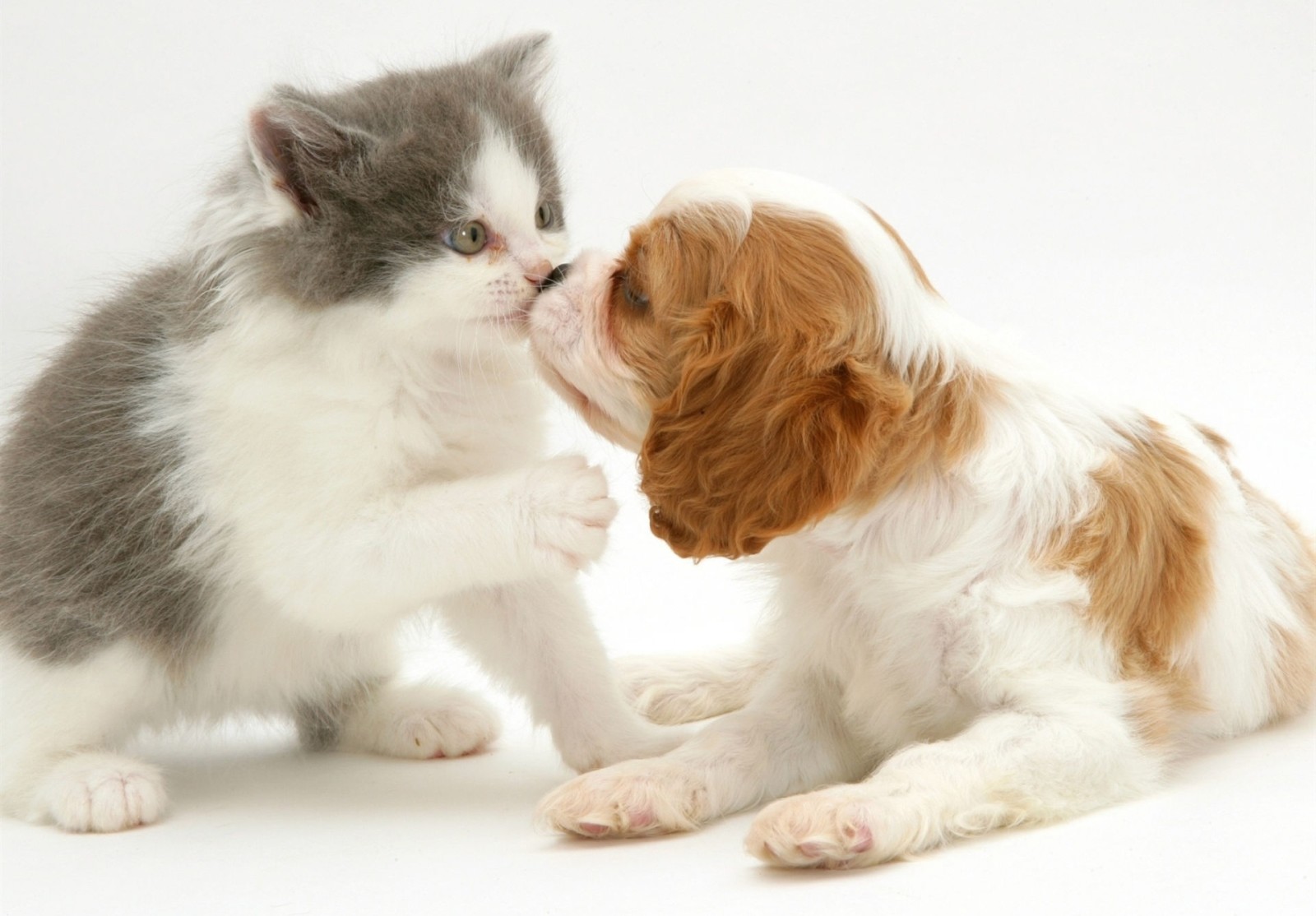 anak anjing, kucing, ciuman, Spaniel