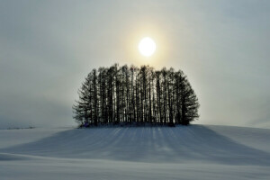 언덕, 눈, 하늘, 태양, 나무, 겨울
