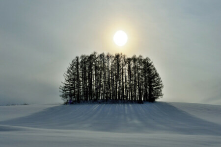 丘, 雪, 空, 太陽, 木, 冬
