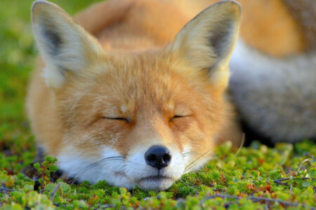 面, 狐, 睡眠
