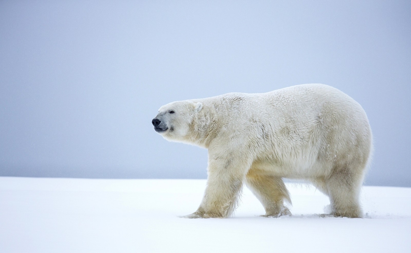 salju, musim dingin, beruang, Alaska