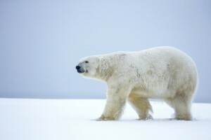 알래스카, 곰, 눈, 겨울