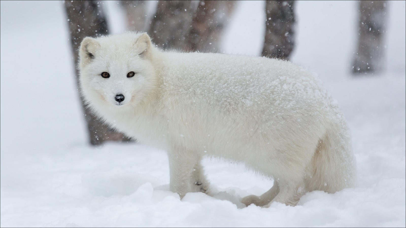 Thiên nhiên, mùa đông, động vật, người ghi chép, cáo Bắc cực