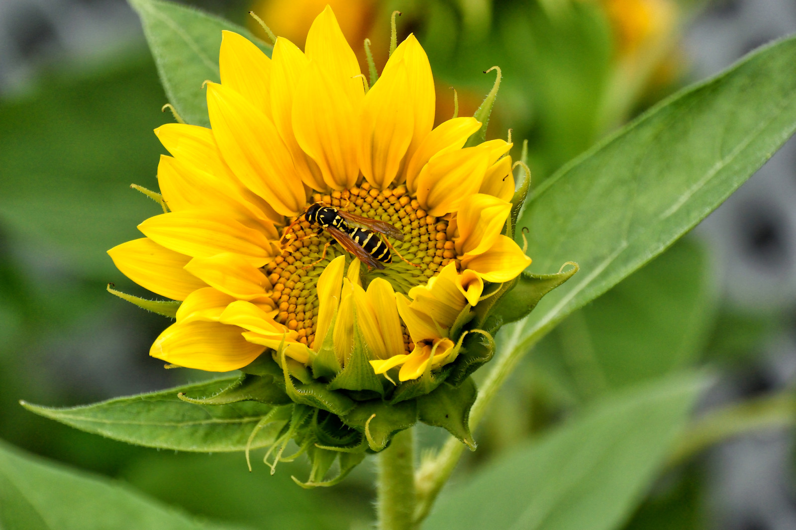 bidang, bunga, kelopak, serangga, bunga matahari, OSA