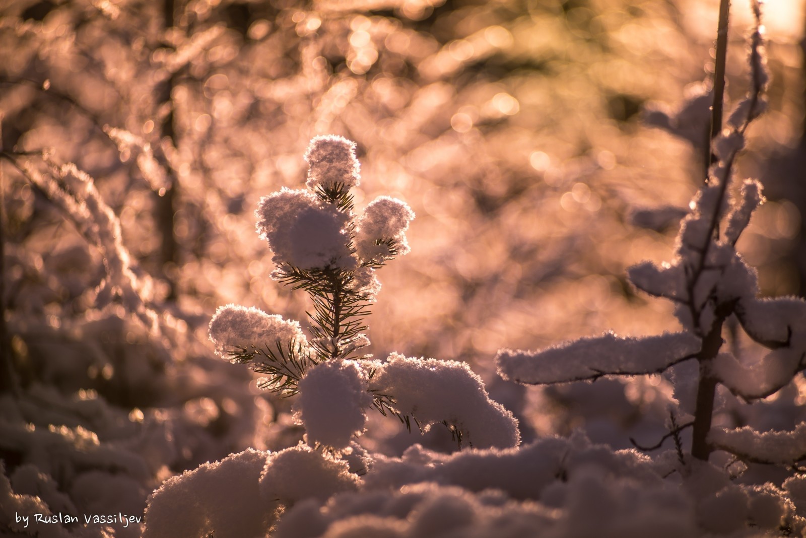 tuyết, ánh sáng, lườm, Kim tiêm, chi nhánh, mặt trời
