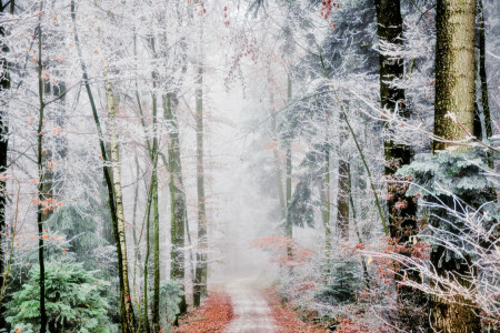 秋, 霧, 森林, 霜, 道