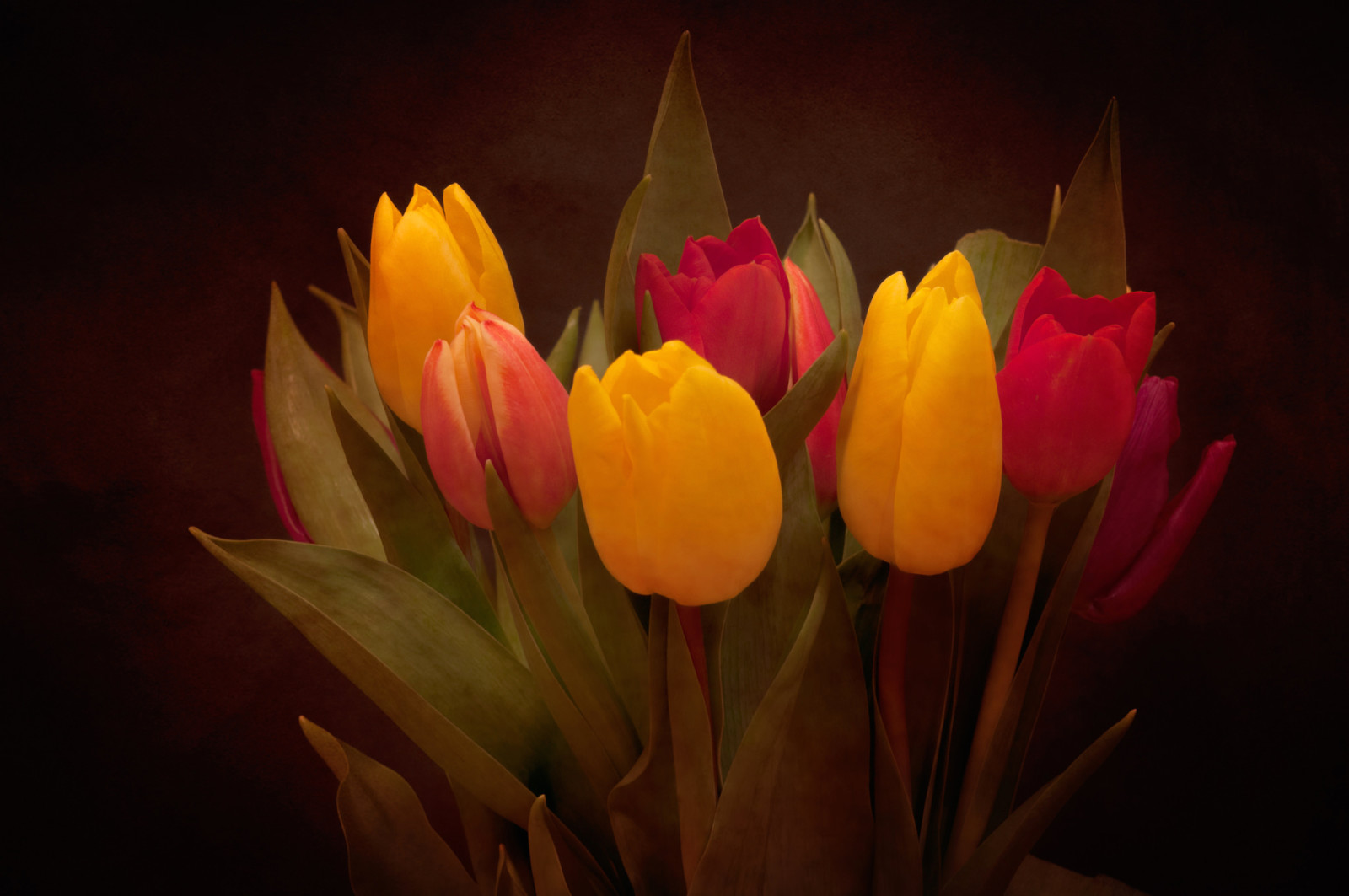 lá, bó hoa, Hoa tulip, cánh hoa
