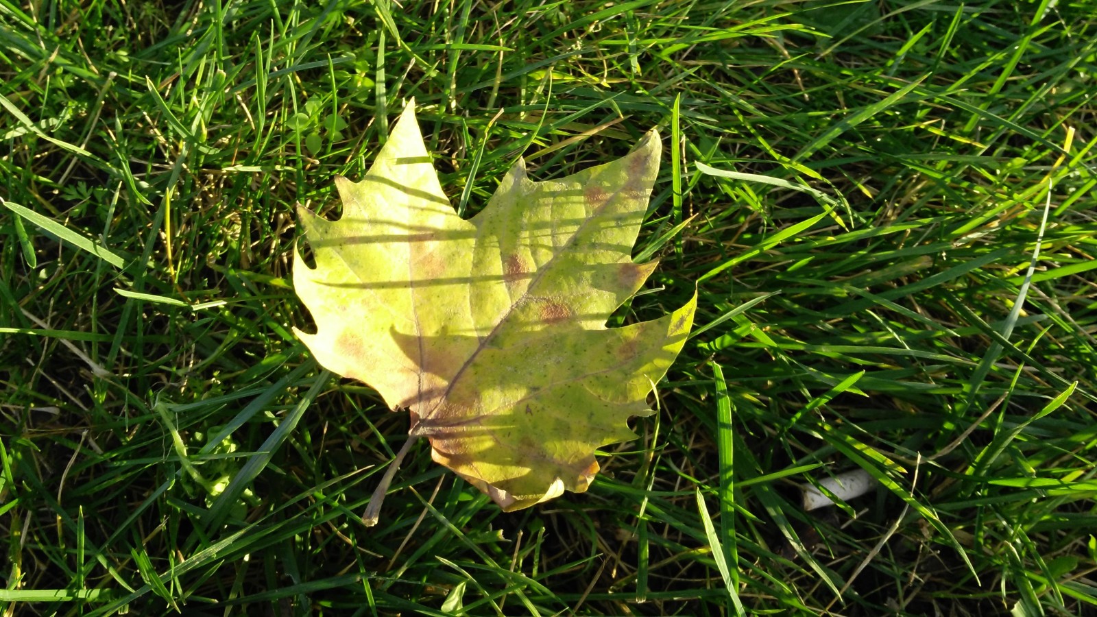 가을, 잔디, 매크로, 시트, 가을, leav