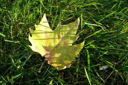 가을, 가을, 잔디, leav, 매크로, 시트