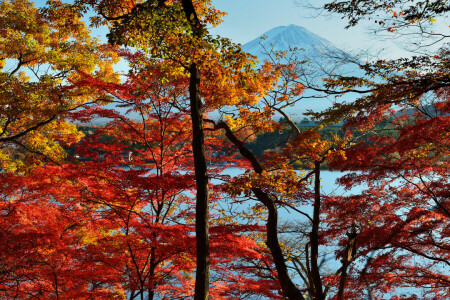 가을, 일본, 호수, 이파리, 후지산, 하늘, 나무