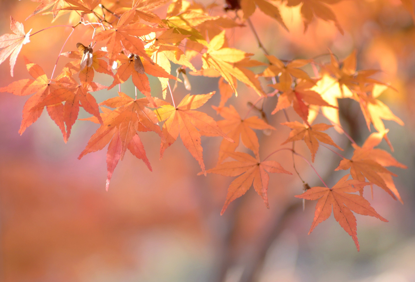 musim gugur, makro, Daun-daun, cabang, maple