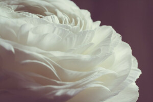 꽃잎, 장미, 하얀