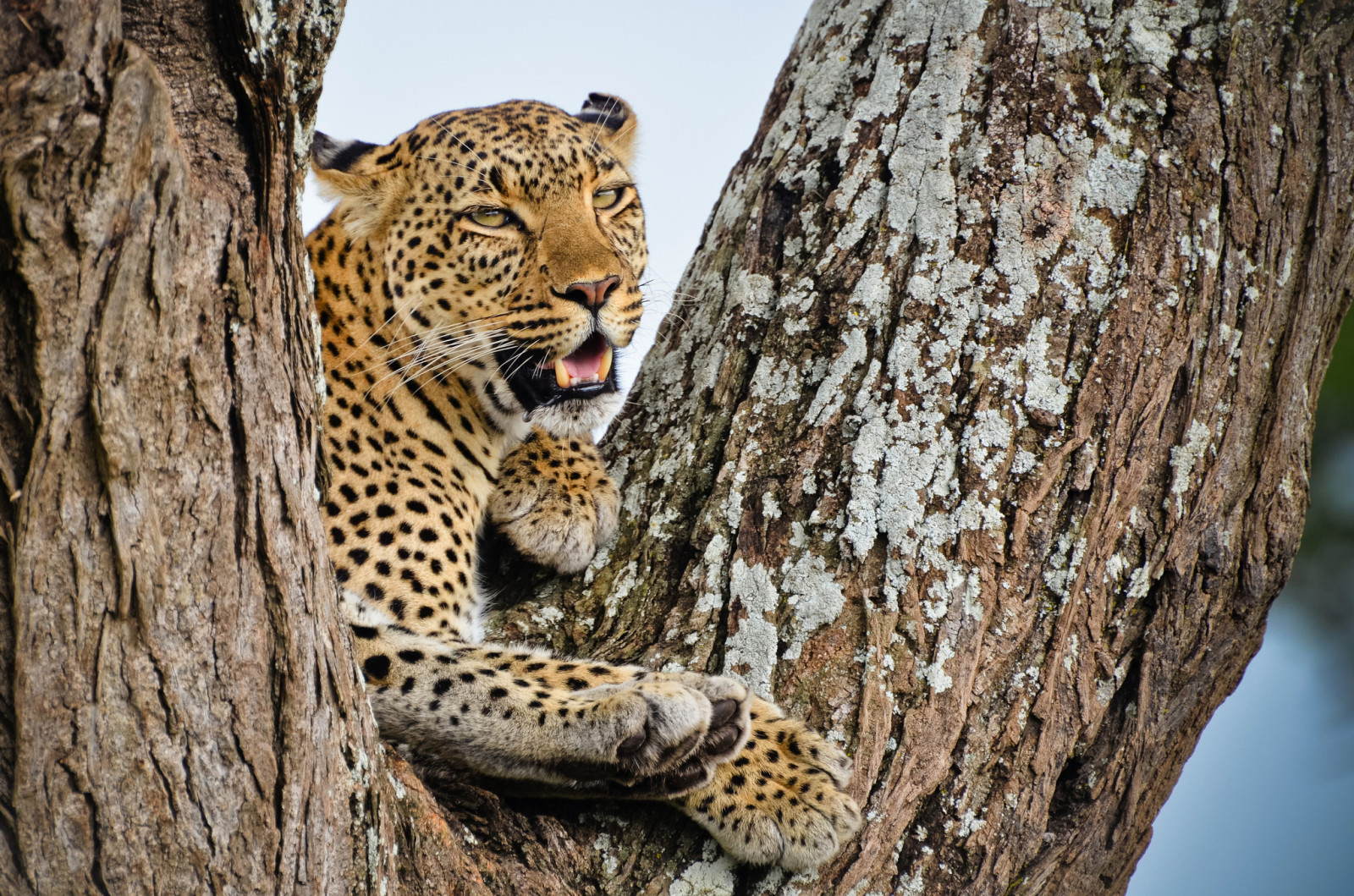 pohon, Lihat, predator, tinggal, Macan tutul, Afrika