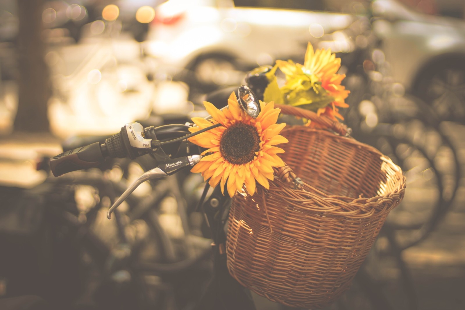 kota, Mesin, sepeda, keranjang, tanduk, bunga matahari, sepeda