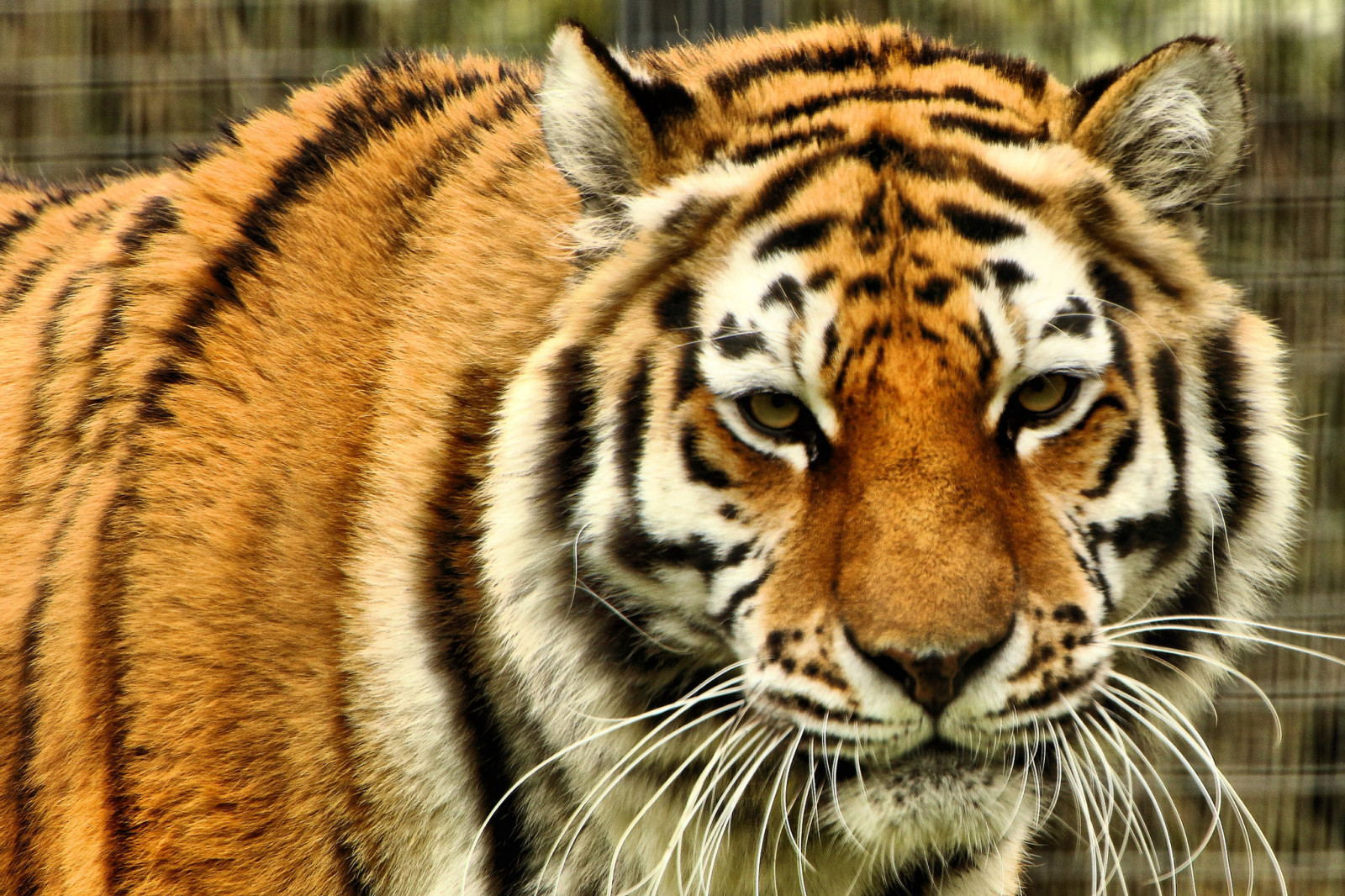 nhìn, khuôn mặt, động vật ăn thịt, mèo hoang, hổ Amur