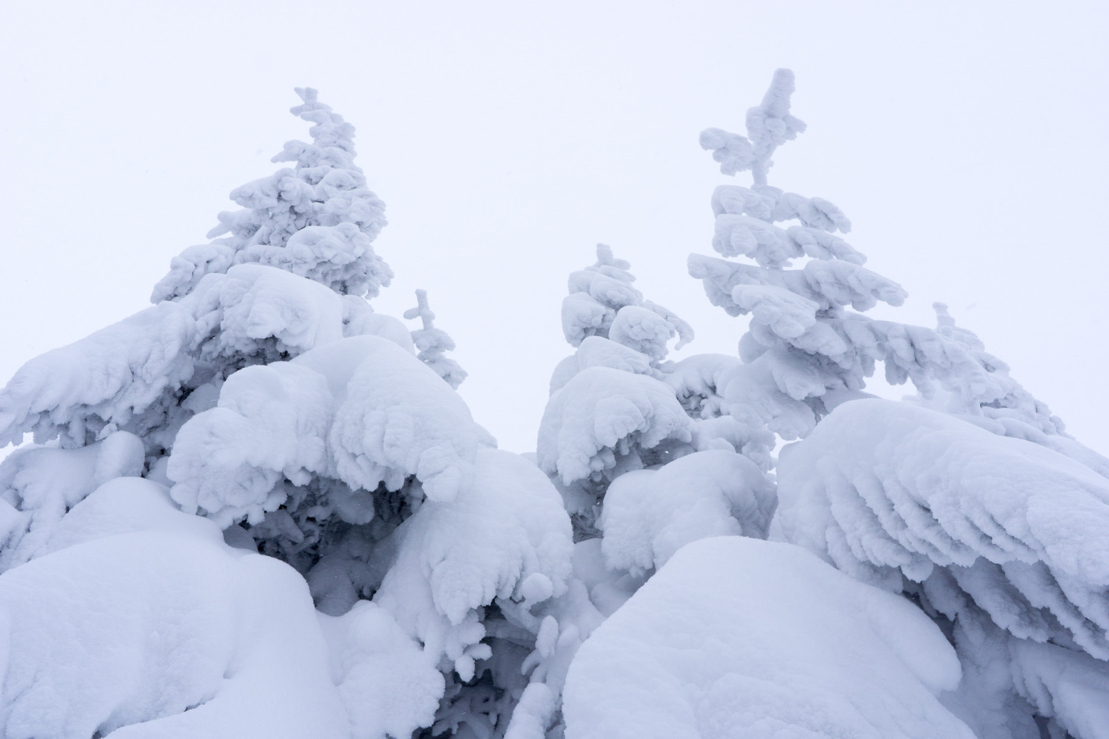tuyết, bầu trời, mùa đông, cây, cây bách tung, sương mù