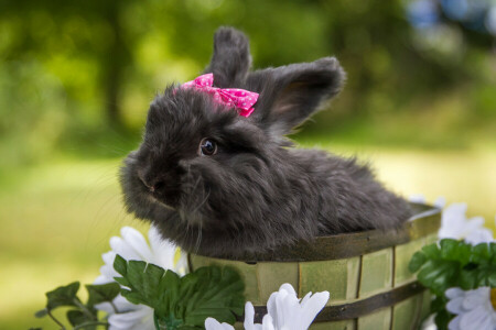 검은 토끼, 꽃들, 토끼