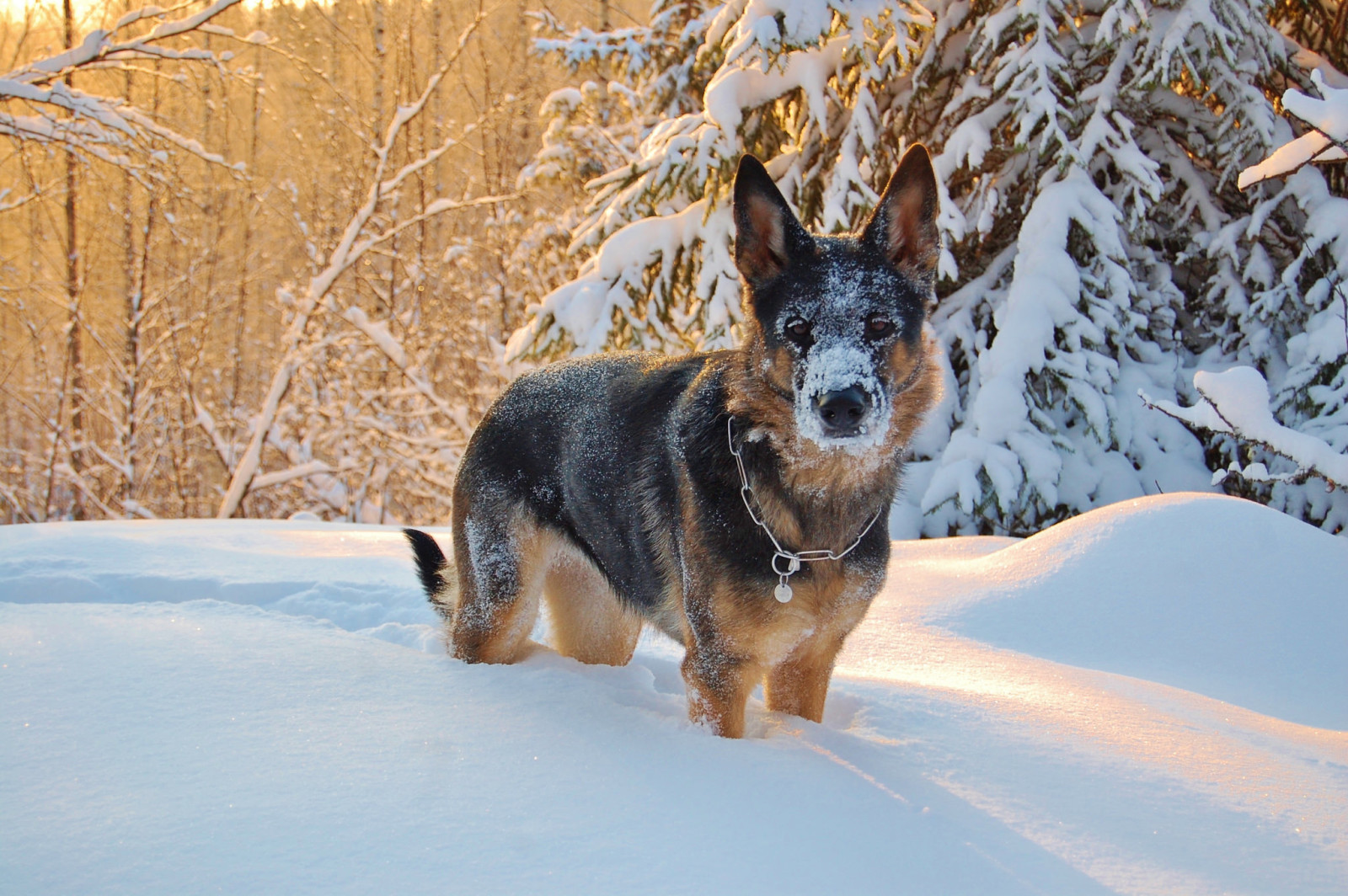 雪, 見て, 犬, 冬, 各