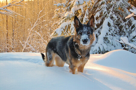 犬, 各, 見て, 雪, 冬