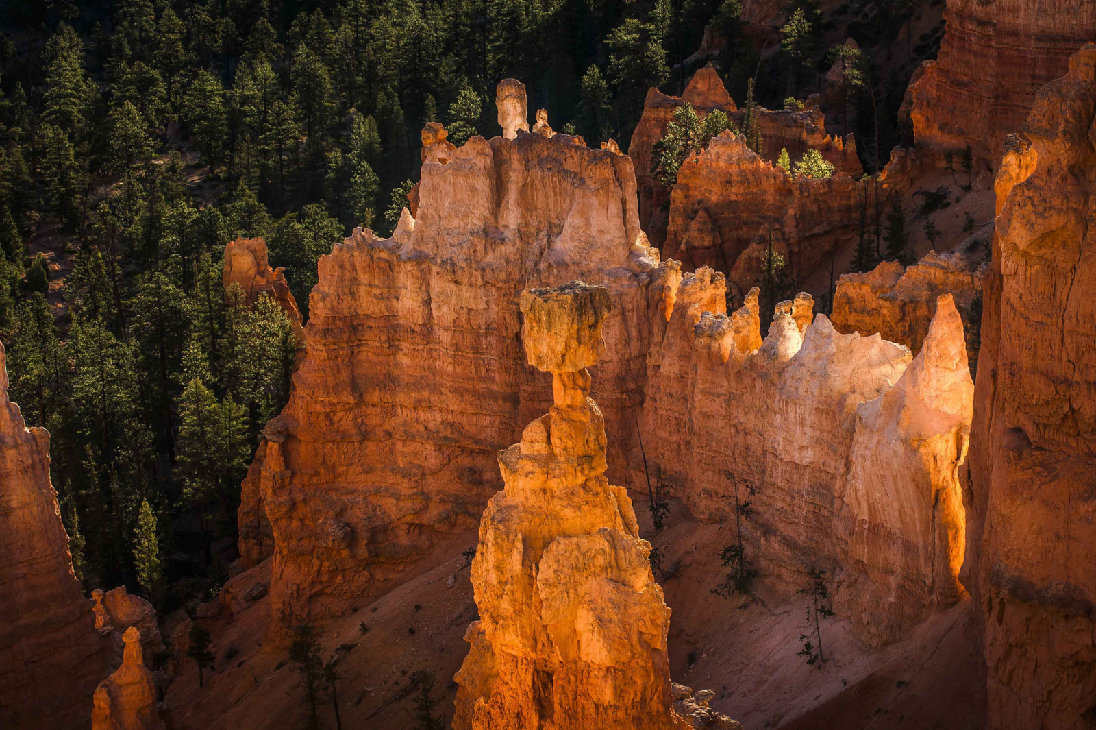 树, 日落, 山脉, 犹他州, 美国, 岩石
