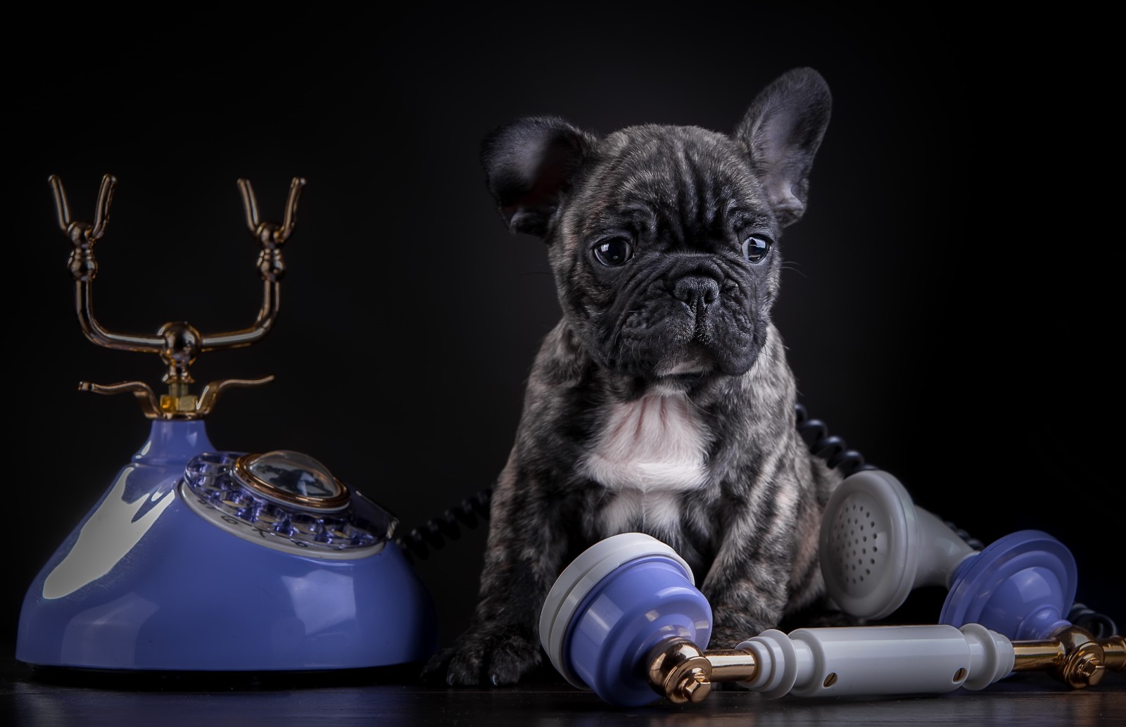 anak anjing, marmer, telepon, Bulldog Perancis