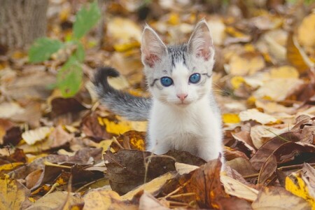 秋, 赤ちゃん, 青い目, キティ, 葉, 見て