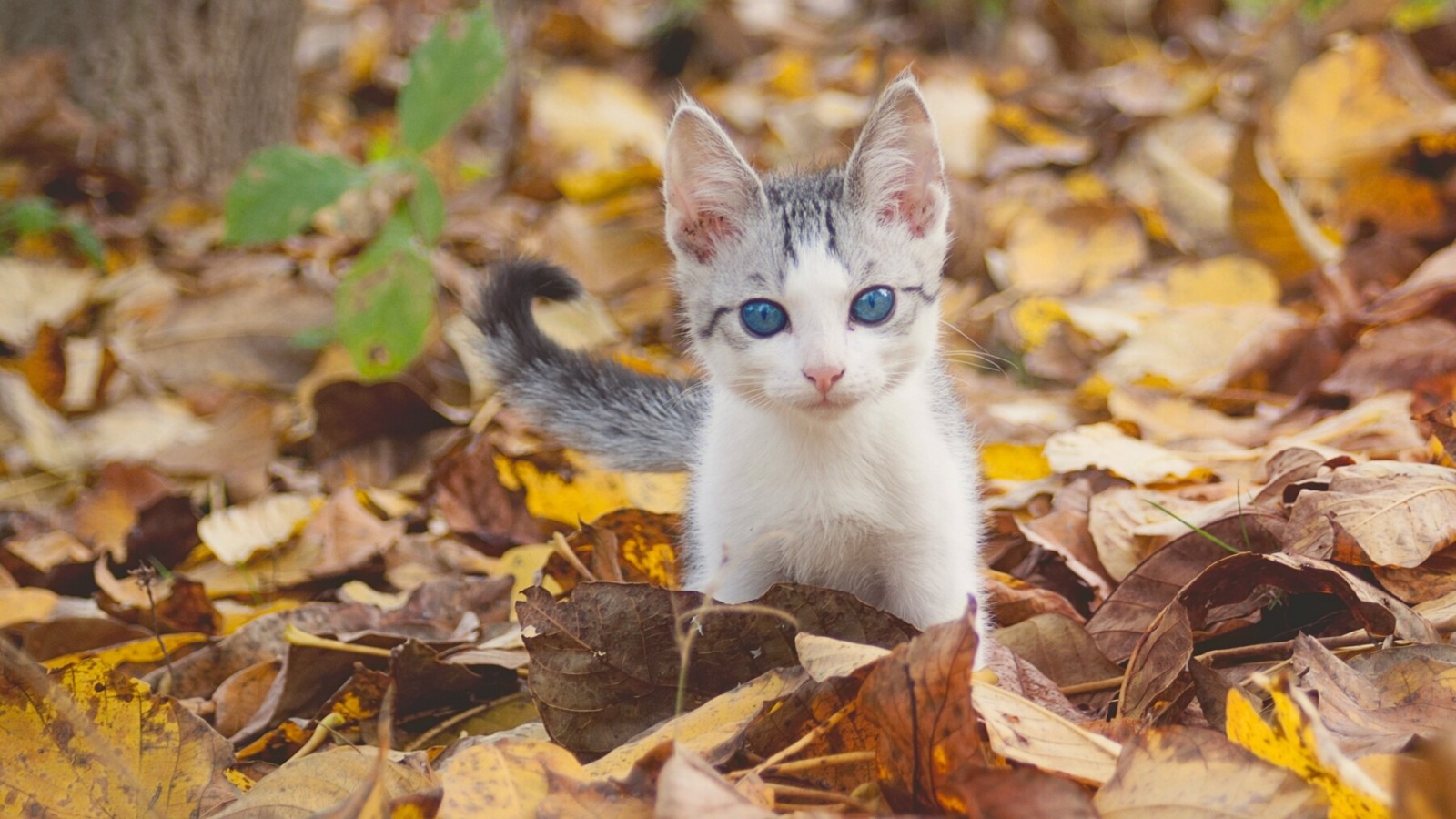 秋, 見て, 赤ちゃん, 青い目, 葉, キティ