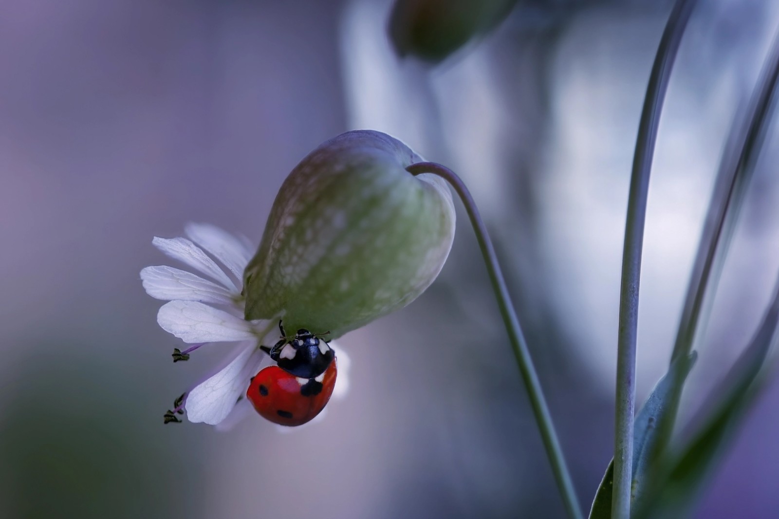 自然, 大きい, 花, 甲虫, てんとう虫, リナ・バルビエリ