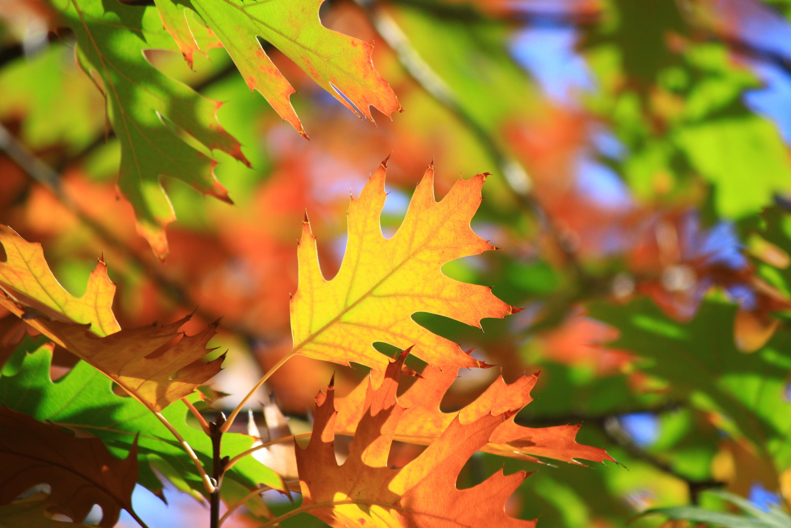 秋季, 巨集, 树叶