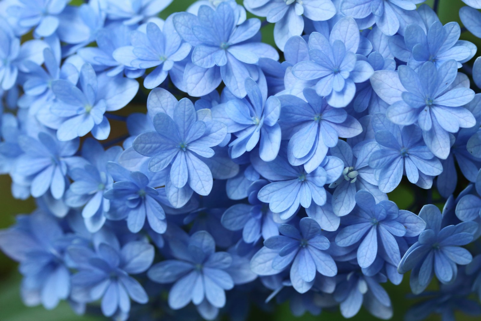 สีน้ำเงิน, แมโคร, พืชไม้ดอกขนาดใหญ่
