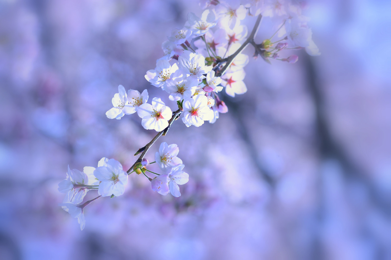 pohon, alam, Latar Belakang, makro, bunga-bunga, musim semi, ungu, putih