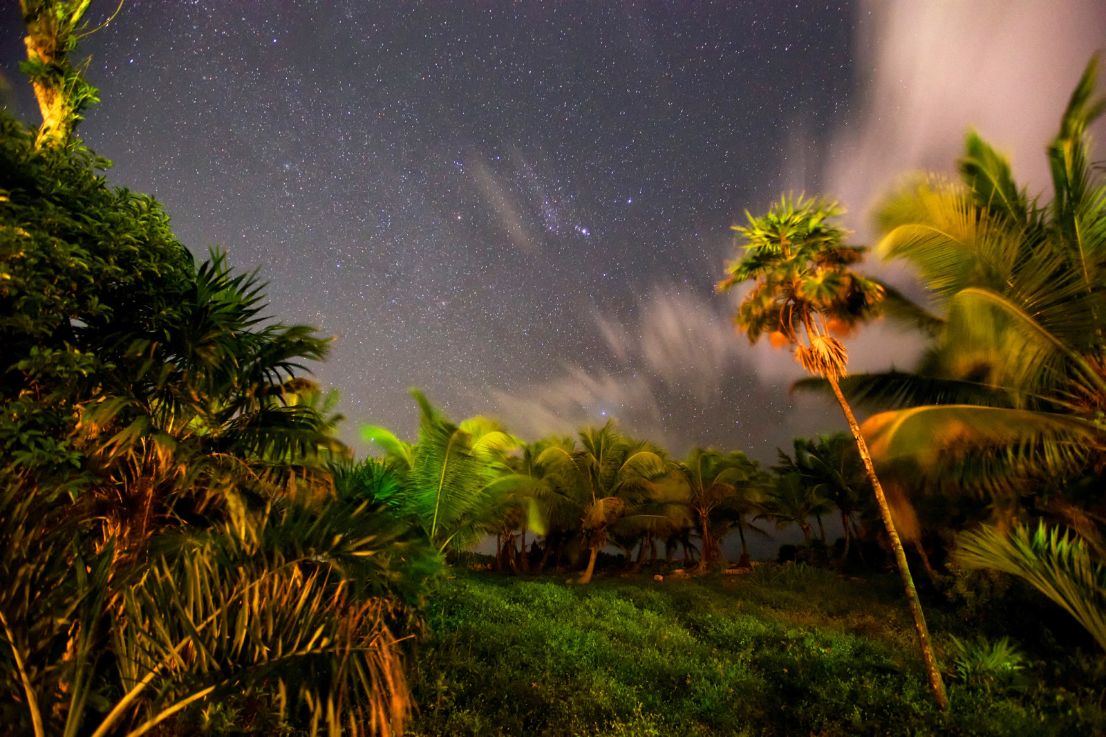 天空, 晚, 星星, 棕榈树, 热带