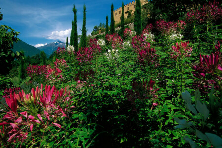 성, 꽃들, 정원, 이탈리아, kleoma, 메라 u200bu200b노, 산, 덤불