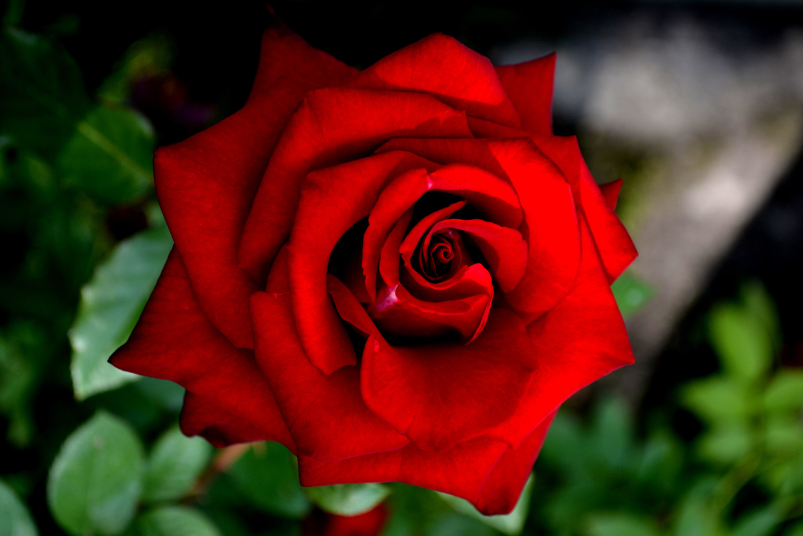 Hoa hồng, một bông hồng đỏ