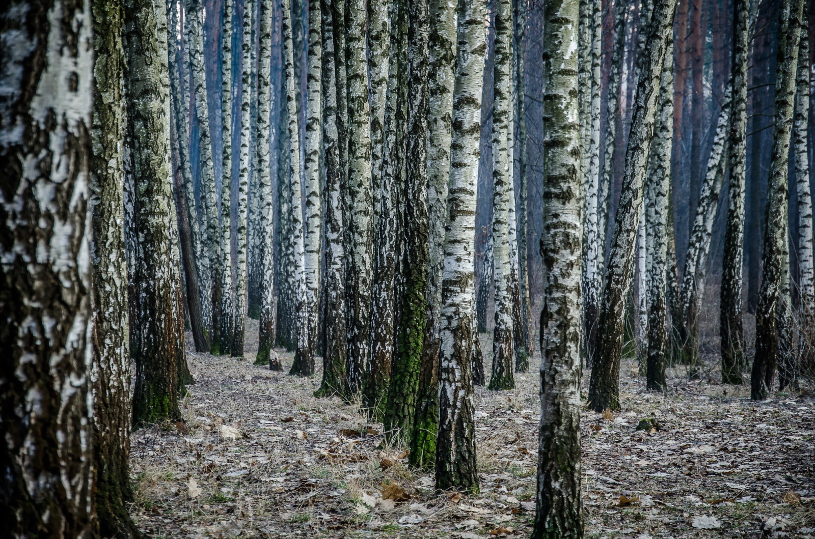 hutan, alam, Birch