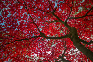 가을, 이파리, 크림슨, 하늘, 나무