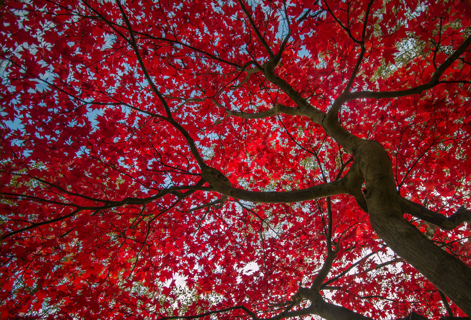 木, 秋, 空, 葉, 深紅