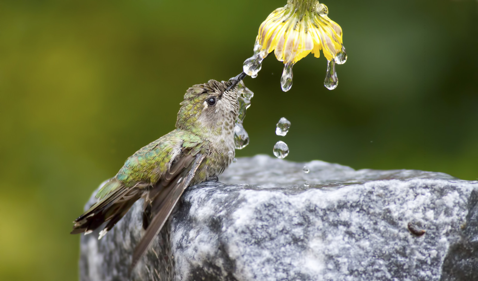 ธรรมชาติ, น้ำ, ดอกไม้, นก, ยาหยอด, หิน, นกที่เล็กที่สุดของโลก