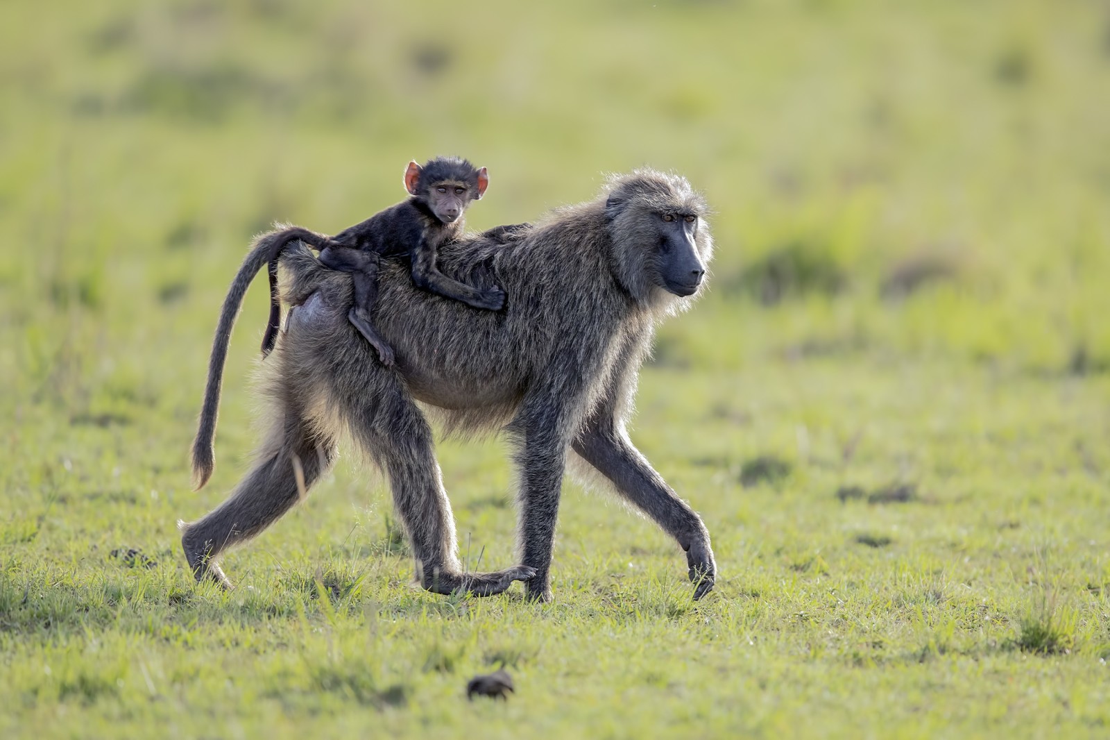 berjalan, monyet, Afrika