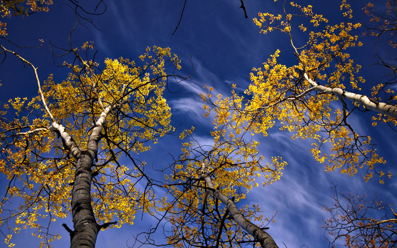 秋季, 自然, 树木