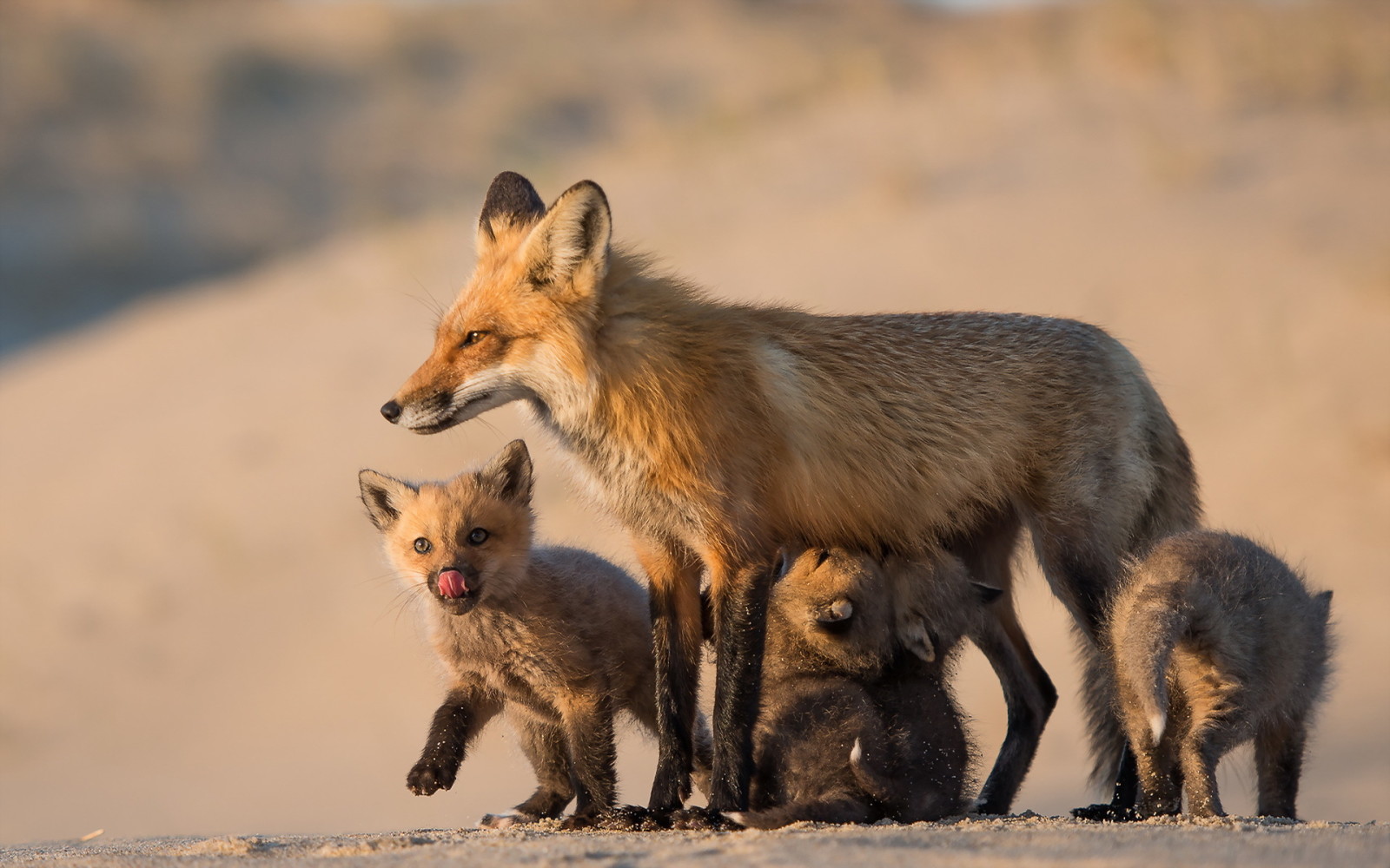 自然, 狐狸, 妈妈和她的孩子
