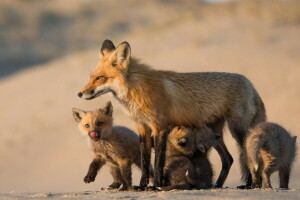狐, ママと彼女の赤ちゃん, 自然
