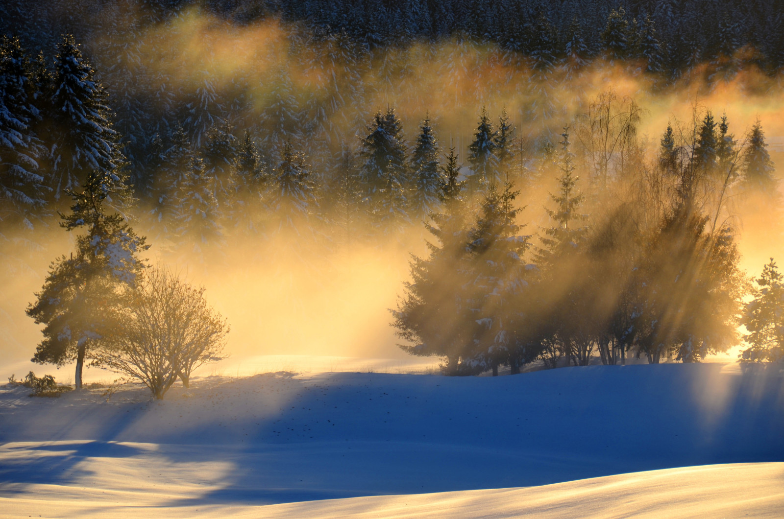 tuyết, rừng, phong cảnh, buổi sáng