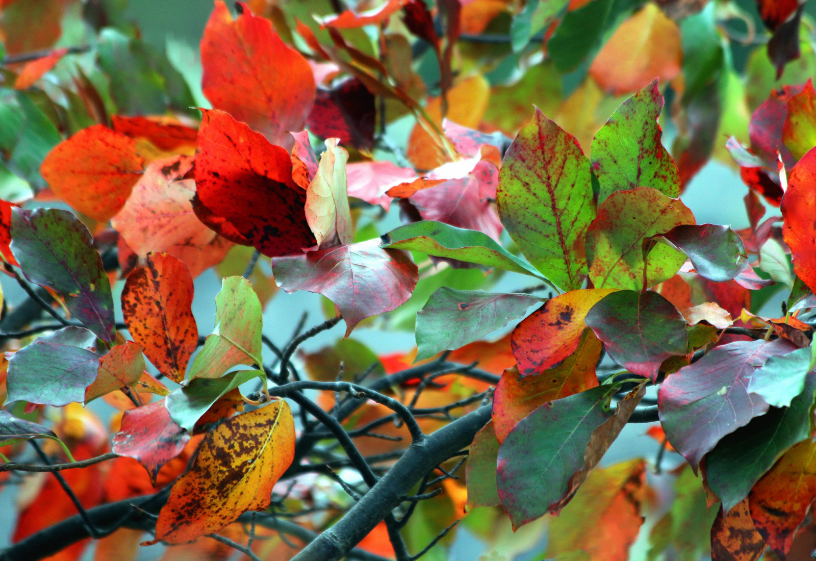 秋季, 分行, 巨集, 树叶