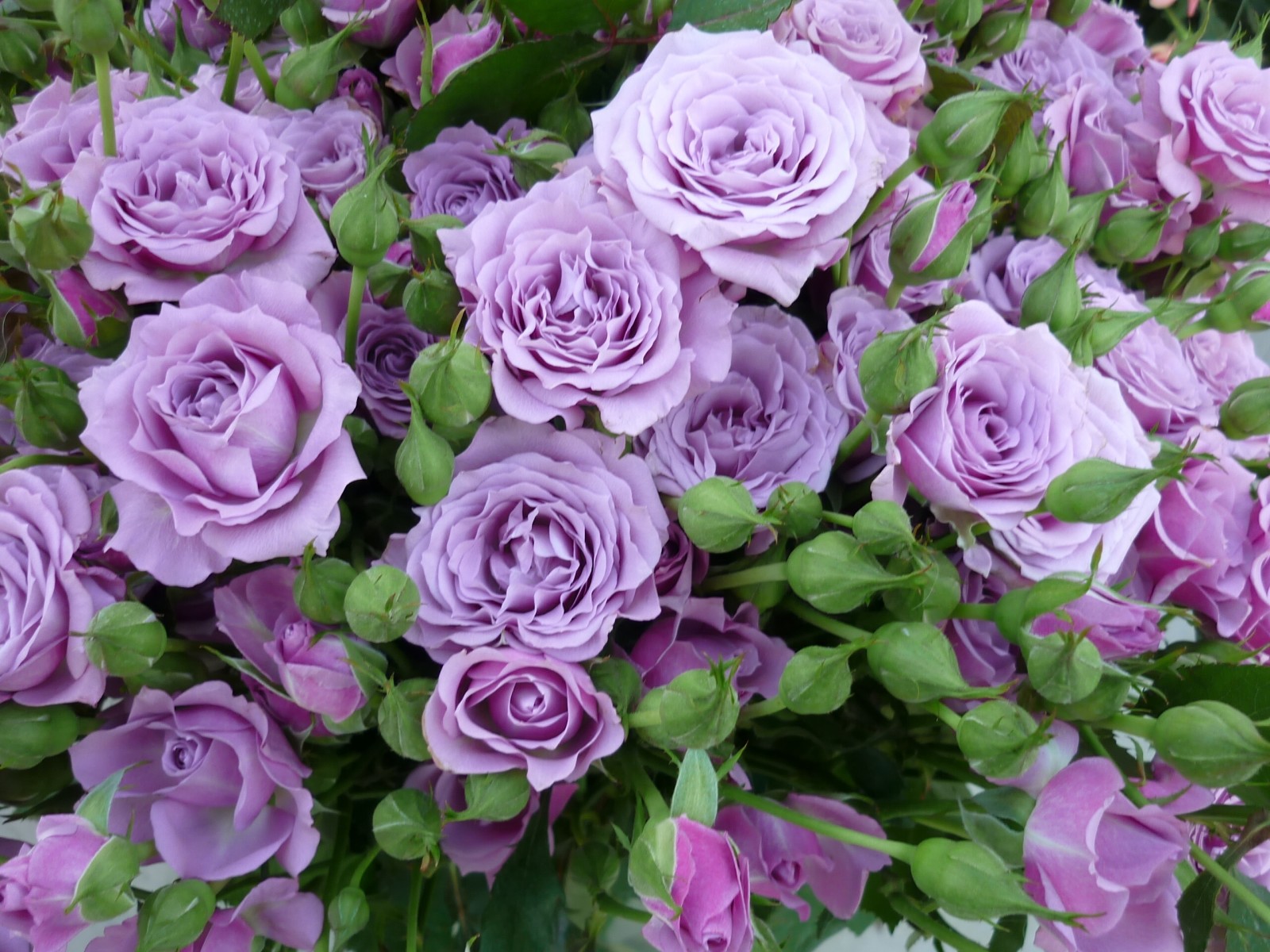 玫瑰花, 芽, 淡紫色的玫瑰