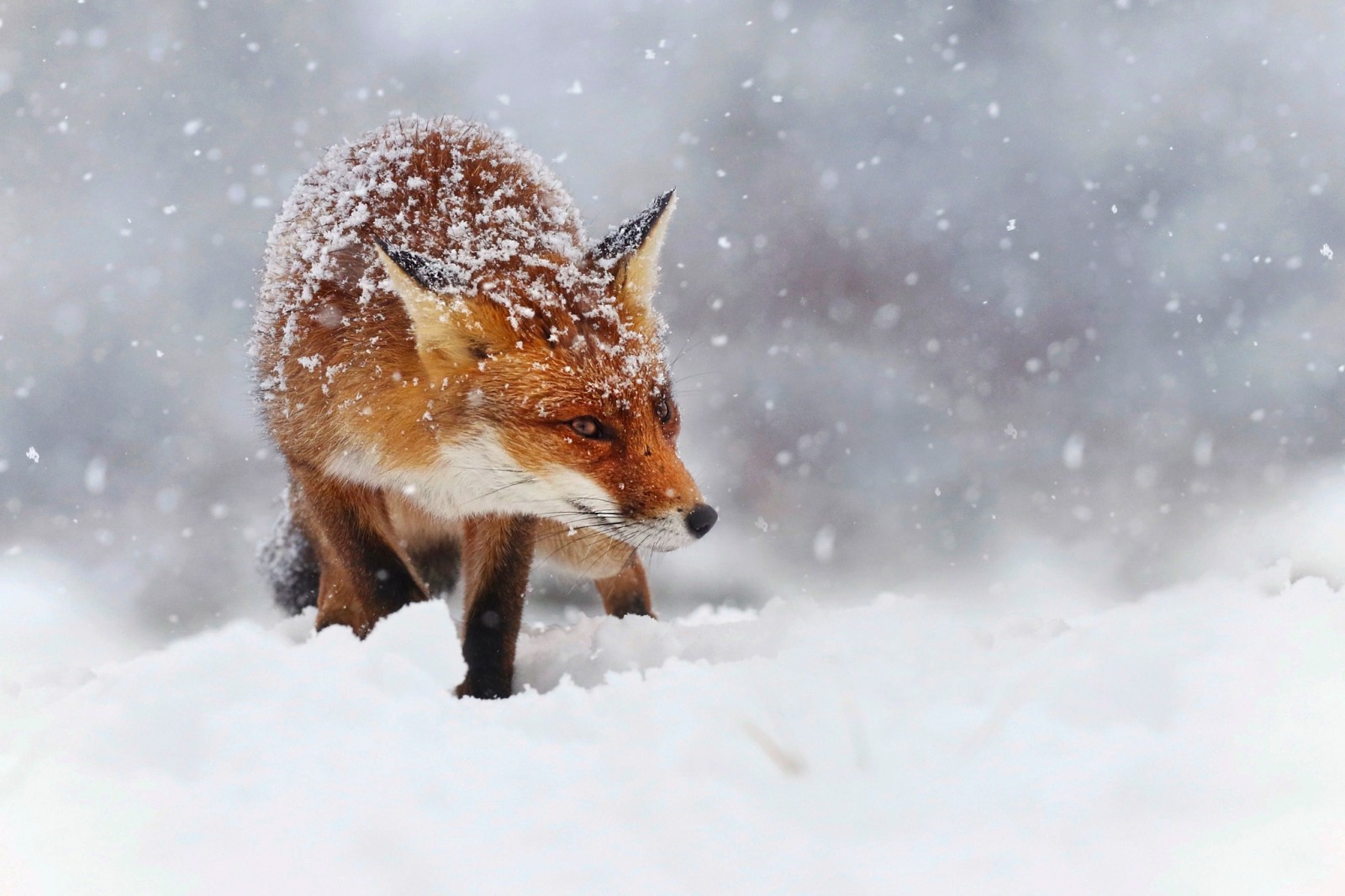 雪, 雪片, 自然, ボケ, 冬, 赤, 狐