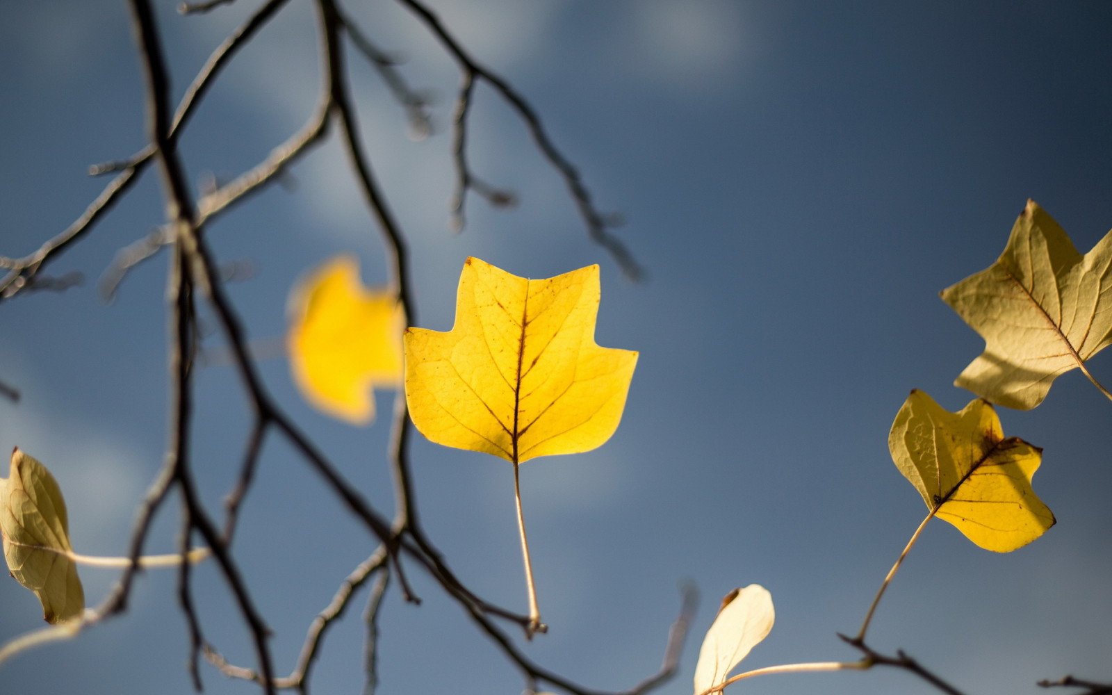 pohon, musim gugur, Taman, daun kuning