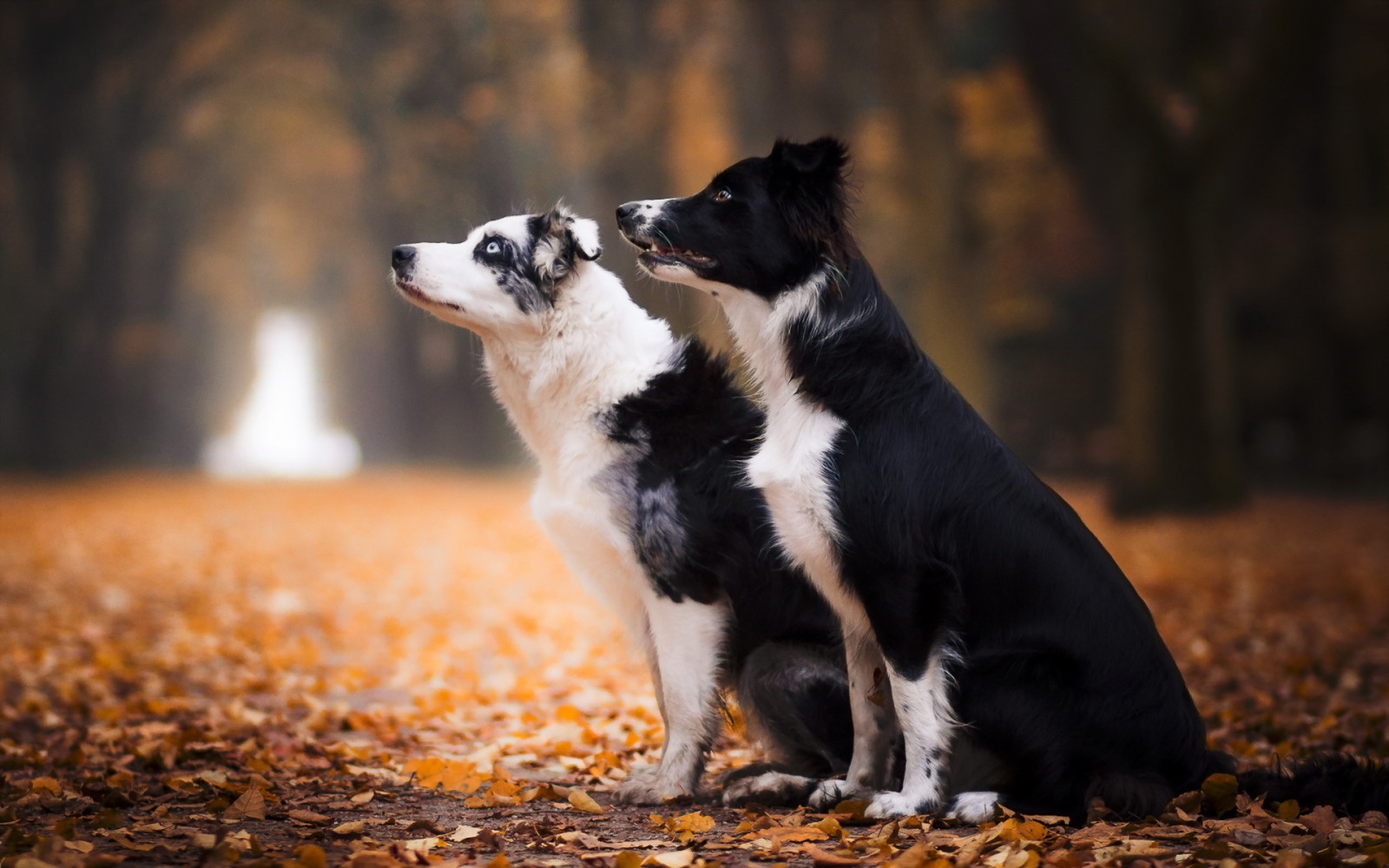 musim gugur, teman, anjing
