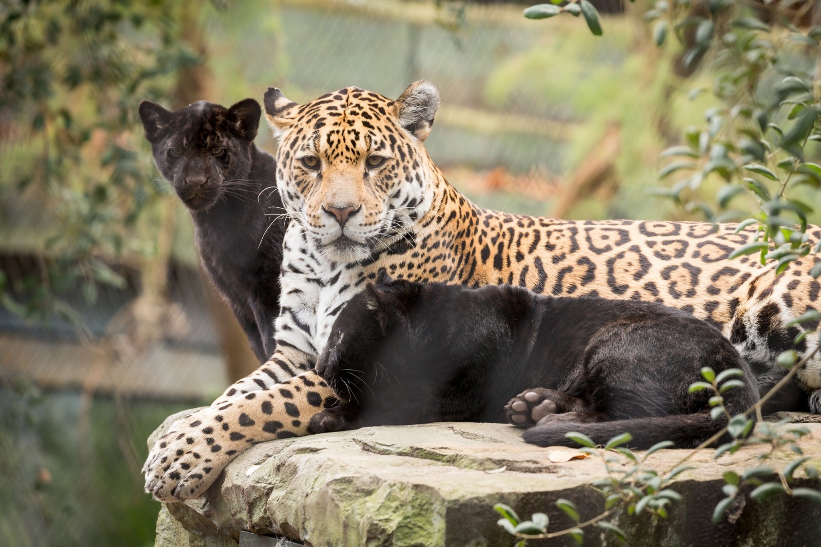 alam, bayi, ibu, kucing, jaguar