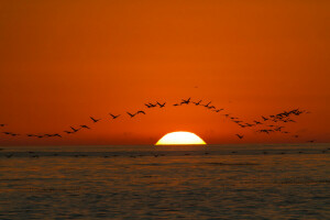 鸟类, 海, 日落, 天空, 太阳